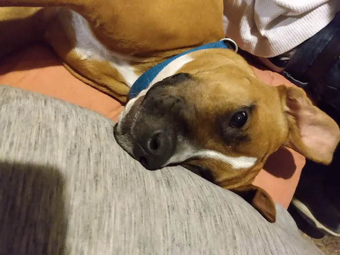 Cypress Lakes Animal Hospital 9
