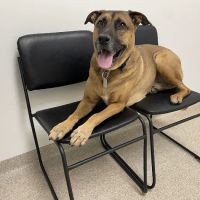 Riverwood Veterinary Clinic ico