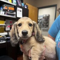 Plantation Park Animal Hospital ico