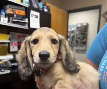 Plantation Park Animal Hospital