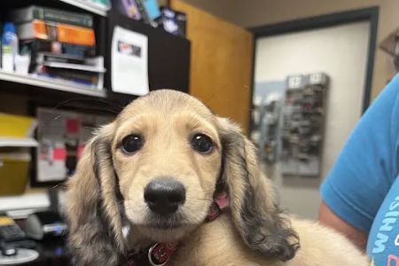Plantation Park Animal Hospital