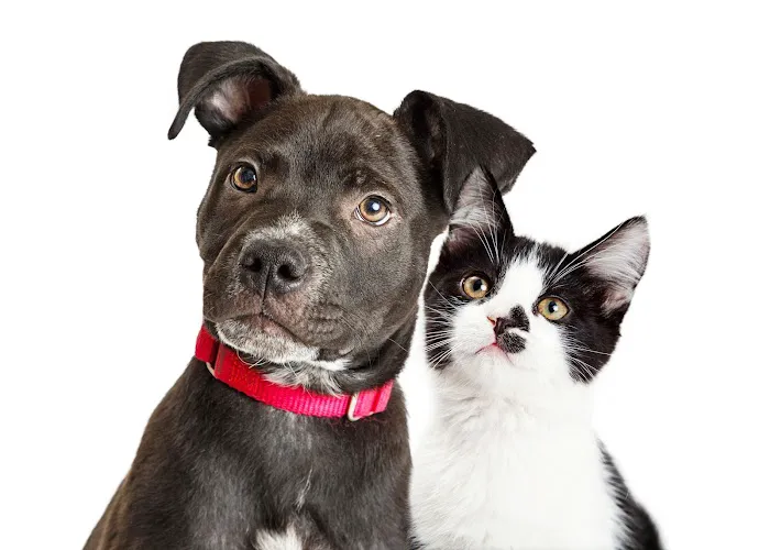 Oak Heart Veterinary Hospital at Longview 7