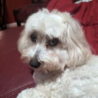 Vetco Vaccination Clinic ico