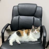 Capps Veterinary Clinic ico