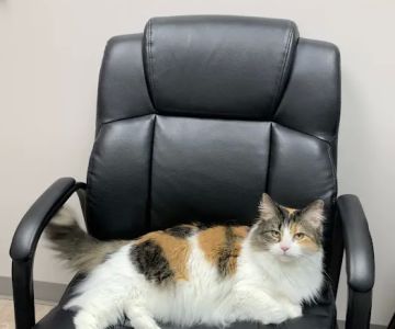 Capps Veterinary Clinic