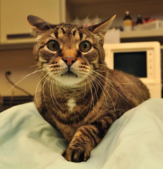 Petersburg Veterinary Clinic 7