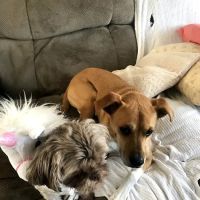 Animal House Veterinary Clinic ico