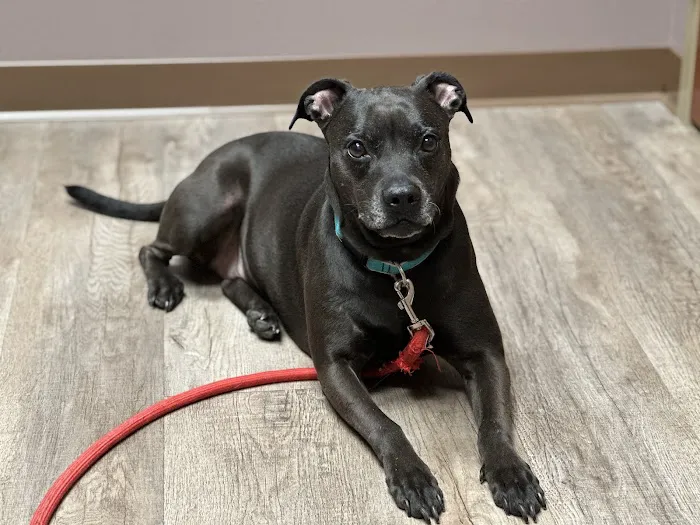 Wags & Whiskers Veterinary Clinic, PC 12