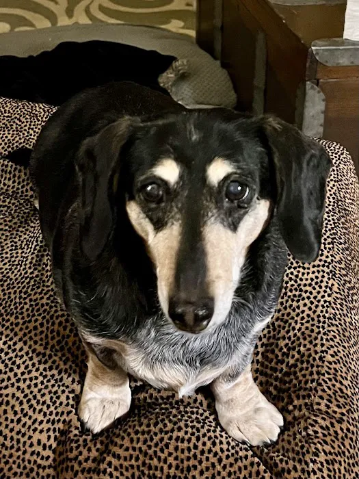 Wags & Whiskers Veterinary Clinic, PC 12