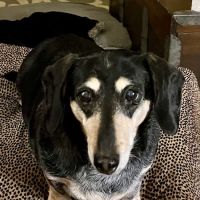 Wags & Whiskers Veterinary Clinic, PC ico