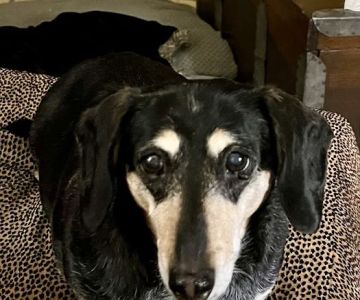 Wags & Whiskers Veterinary Clinic, PC