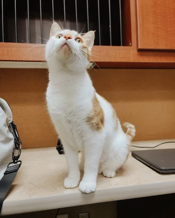 Wags & Whiskers Veterinary Clinic, PC 12