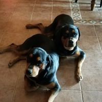 Independence Veterinary Clinic ico
