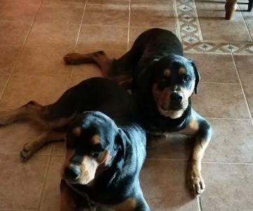 Independence Veterinary Clinic