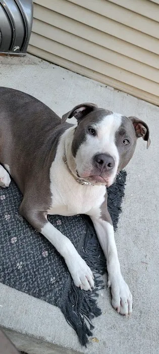 Premier Animal Wellness & Surgery of Independence (PAWS) 3