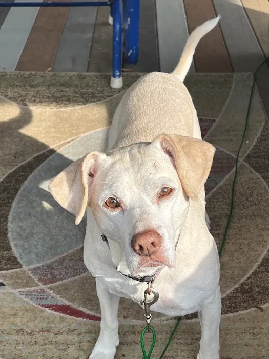 Premier Animal Wellness & Surgery of Independence (PAWS) 7