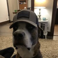 Oelwein Veterinary Clinic ico