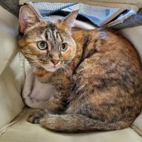 Whitehall Veterinary Services Inc ico