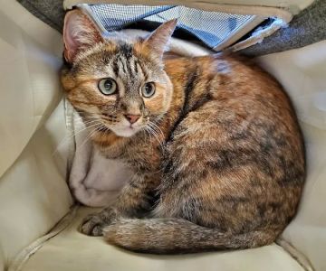 Whitehall Veterinary Services Inc