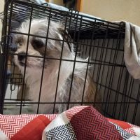 Country Pet Clinic ico