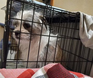 Country Pet Clinic
