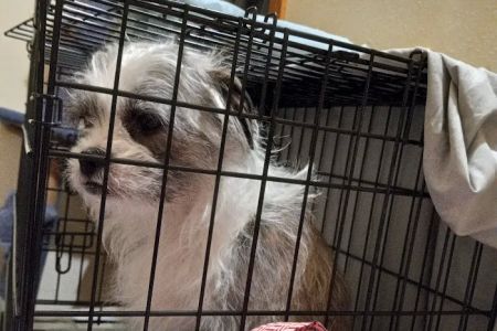Country Pet Clinic