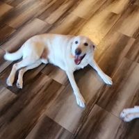 Northwood Vet Service, LLC. ico