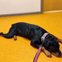 Osseo Veterinary Clinic ico