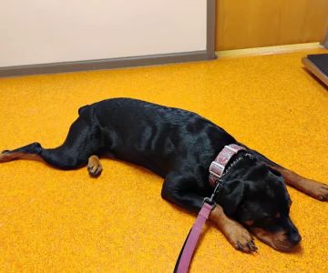 Osseo Veterinary Clinic