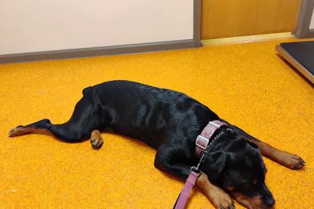 Osseo Veterinary Clinic