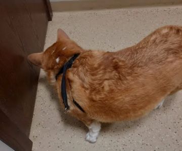 Caledonia Veterinary Clinic