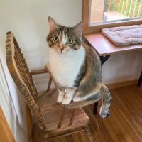 Root River Veterinary Center ico