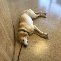 TLC Animal Hospital LLC ico
