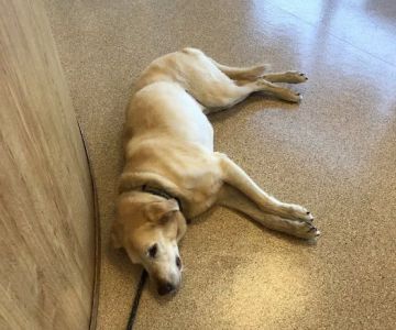 TLC Animal Hospital LLC