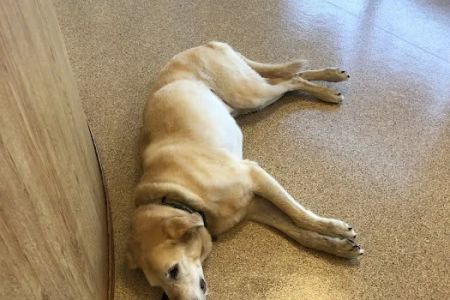 TLC Animal Hospital LLC