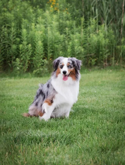 TLC Animal Hospital LLC 12