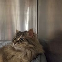 Animal Hospital of Howard ico