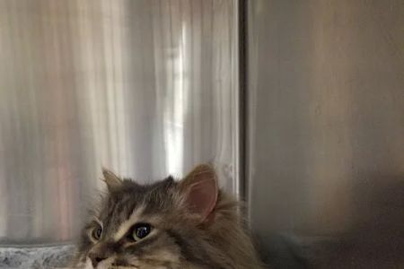 Animal Hospital of Howard