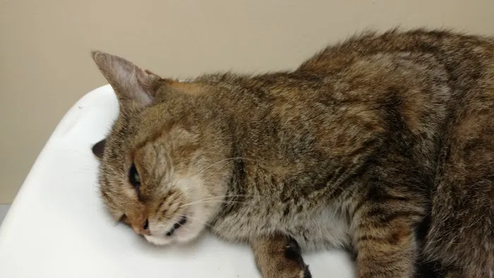 Parkside Animal Care Center 12