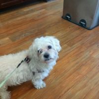 Parkside Animal Care Center ico