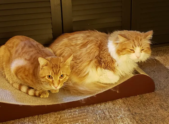 Parkside Animal Care Center 12