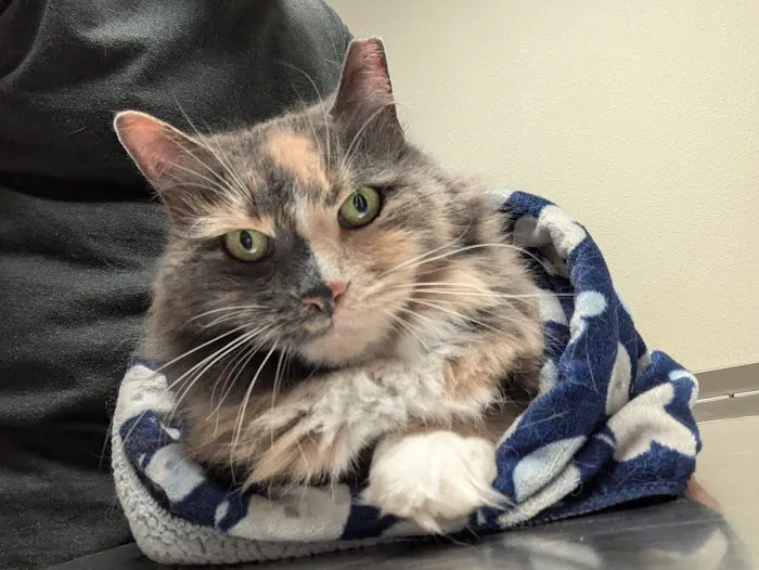 Spring Brook Veterinary Clinic 5