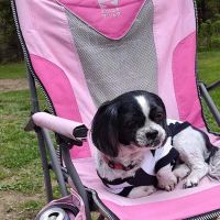 Spring Brook Veterinary Clinic ico