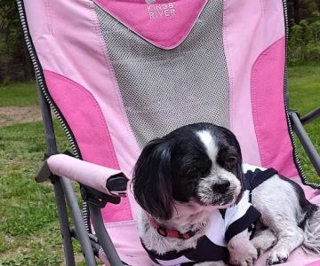 Spring Brook Veterinary Clinic