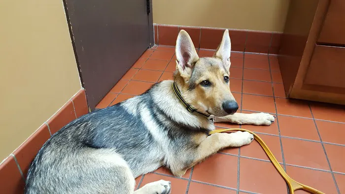 Antigo Veterinary Clinic 10