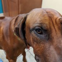Antigo Veterinary Clinic ico