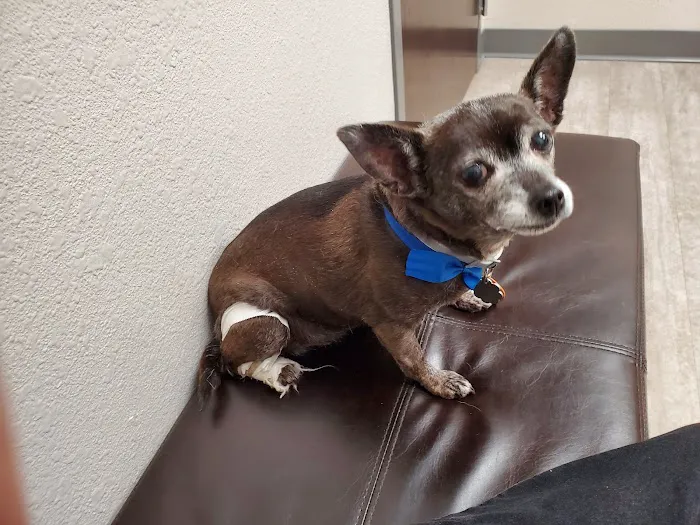 Metro Animal Hospital 12