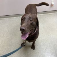 VCA Companion Care Animal Hospital ico