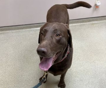 VCA Companion Care Animal Hospital