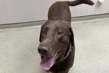 VCA Companion Care Animal Hospital